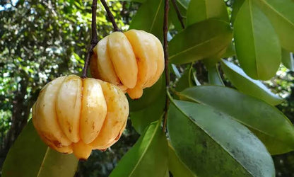 Malabar Tamarind / Kudampuli (Graft) Fruit Plant