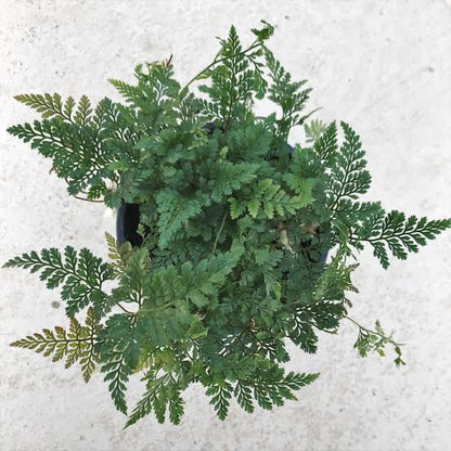 davallia tyermannii | White rabbit foot fern