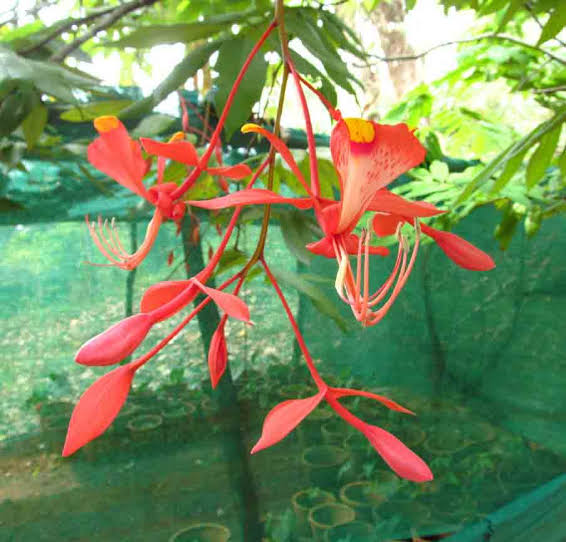 Shimshapa Plant Amherstia nobilis plant