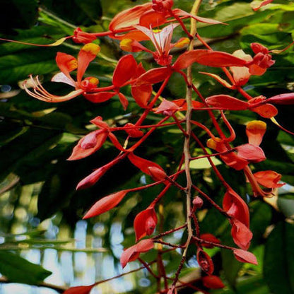 Shimshapa Plant Amherstia nobilis plant