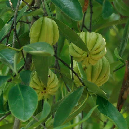 Malabar Tamarind / Kudampuli (Graft) Fruit Plant