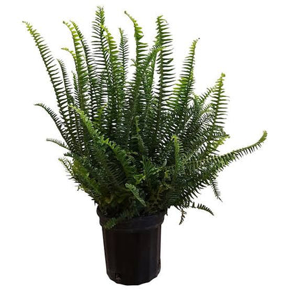 Kimberly fern