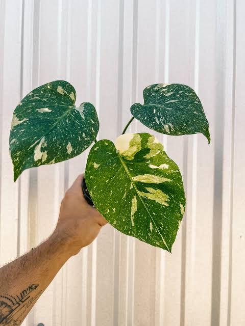 Monstera Thai Constellation plant | Indoor plants| Rare plant