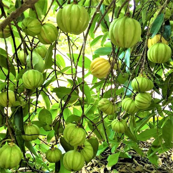 Malabar Tamarind / Kudampuli (Graft) Fruit Plant