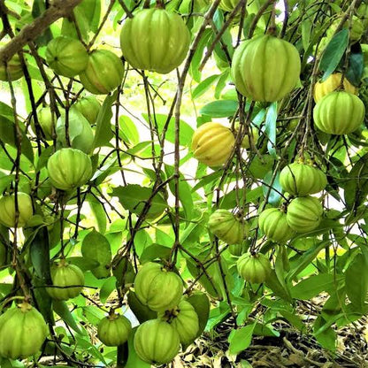 Malabar Tamarind / Kudampuli (Graft) Fruit Plant