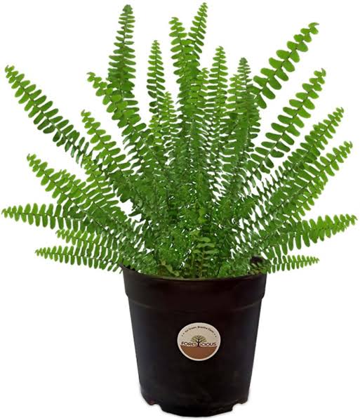 Boston fern