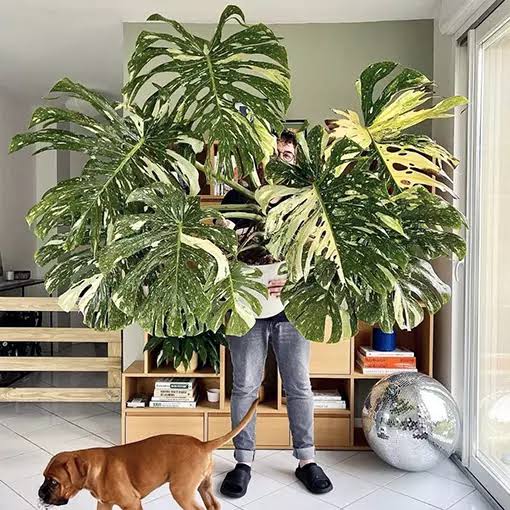 Monstera Thai Constellation plant | Indoor plants| Rare plant