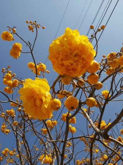 Cocolospermum religiosa plant