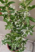 Din Ka Raja Creeper | Day King Flowering Vine for Garden & Fences