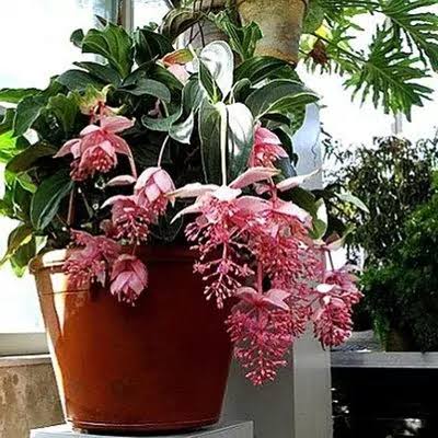 Medanilla pink plant