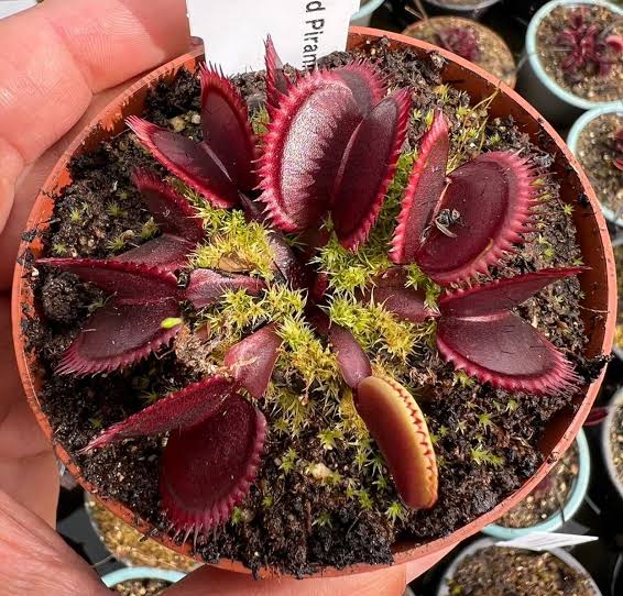 Red dragon Vinus fly trap plant