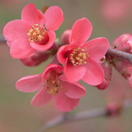 Japanese Quince (Pink)