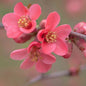 Japanese Quince (Pink)