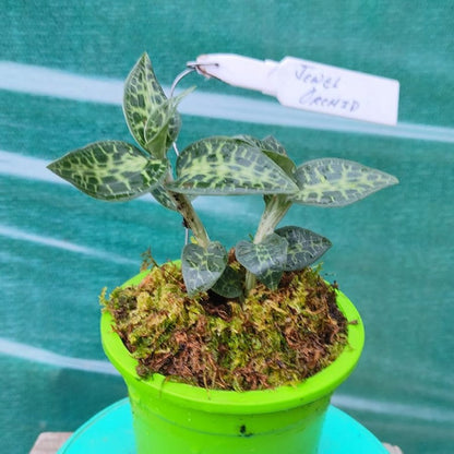 Jewel Orchids (Two Types)