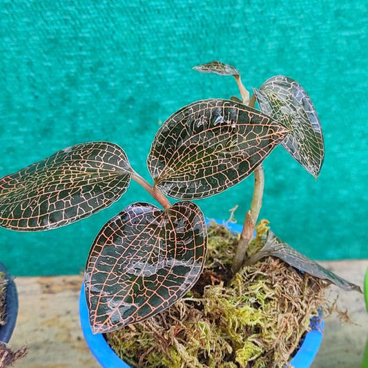 Jewel Orchids (Two Types)