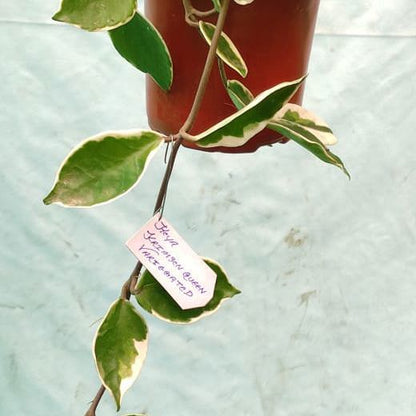 Hoya Krimson Queen (Variegated)