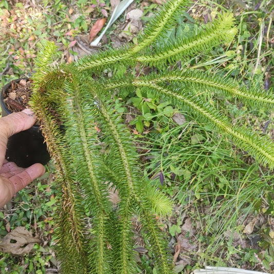 Lycopodium Foxtail