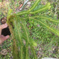 Lycopodium Foxtail