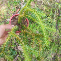 Lycopodium Phlegmeria