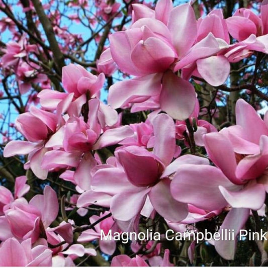 Magnolia campbellii Pink