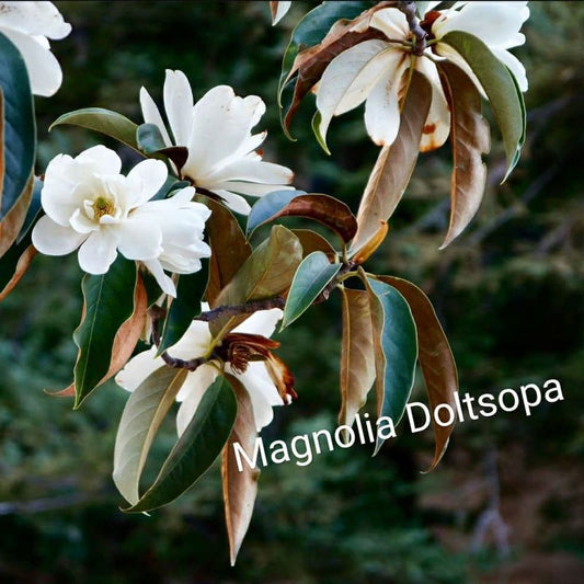 Magnolia doltsopa