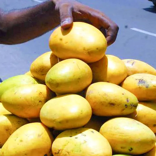 Grafted Banganapalle Mango Plant