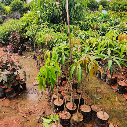 Japanese Miyazaki Mango plant