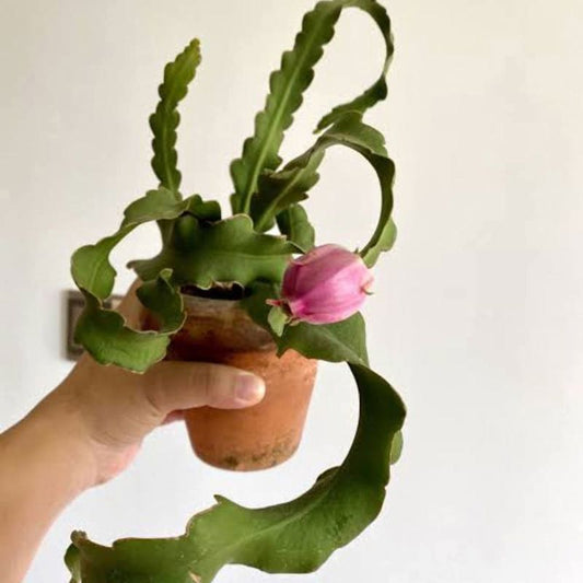 Dragon mini fruit plant