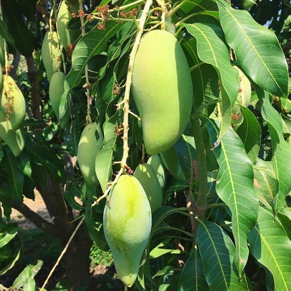 Nom dok nai mango fruit plant