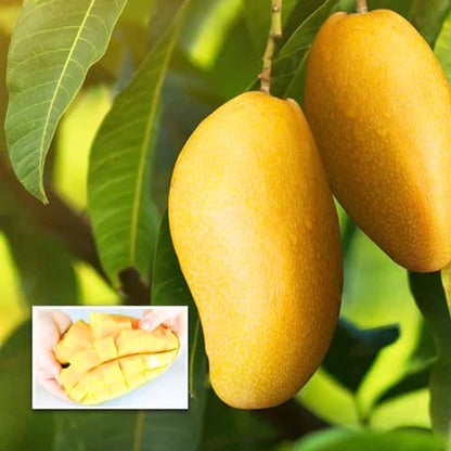 Nom dok nai mango fruit plant