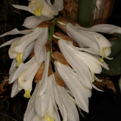 Neogyna gardneriana