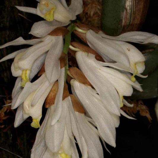 Neogyna gardneriana