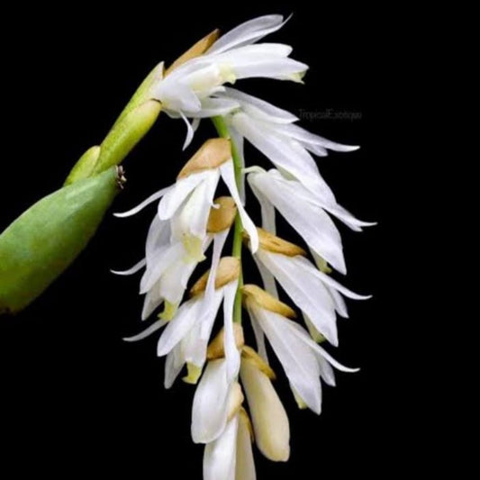 Neogyna gardneriana SP.