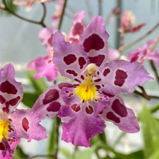 Odontoglossum Pink