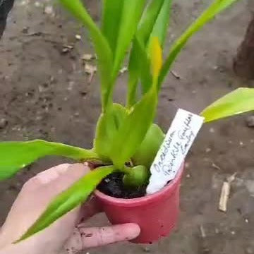 Oncidium Twinkle Tariflor 'Lady'