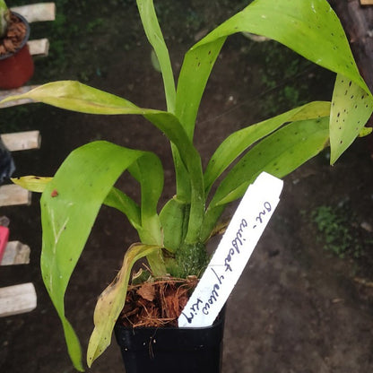 Oncidium Wildcat 'Yellow King'