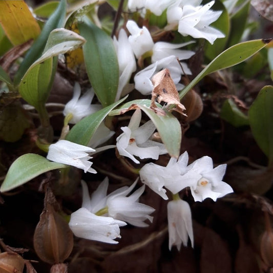 Panisea Yunnanensis