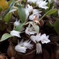 Panisea Yunnanensis
