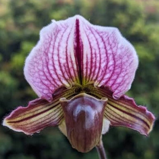 Paph. Niobe (Spiceranium x Fairrenium)