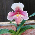 Paph. Niveum x Cocoa Sparkling Hunting