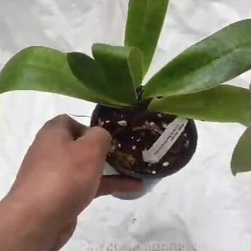 Paph. Niveum x Cocoa Sparkling Hunting