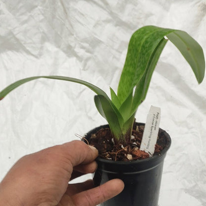 Paph. Niveum x Cocoa Sparkling Hunting