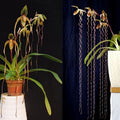 Paph. Shin Yi Sander x Sanderiana