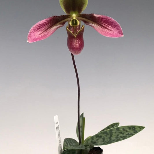 Paphiopedilum Appletonianum
