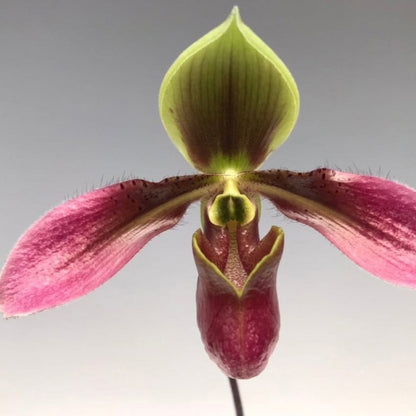 Paphiopedilum Appletonianum