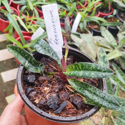 Paphiopedilum Armeniacum