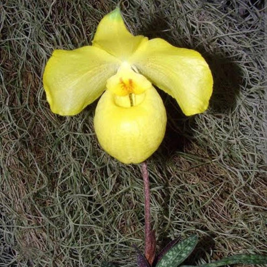 Paphiopedilum Armeniacum