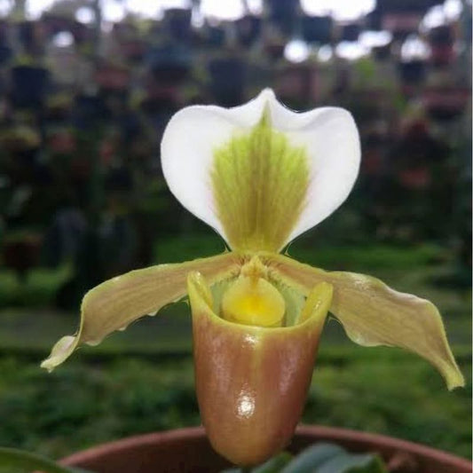 Paphiopedilum Barbigerum