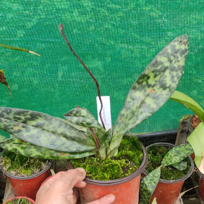 Paphiopedilum callosum