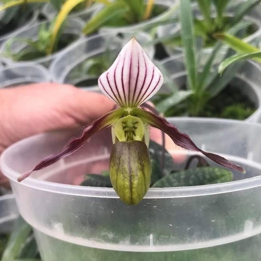 Paphiopedilum canhii